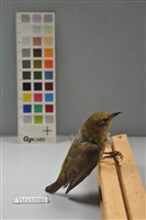 藏品(綠繡眼)的圖片